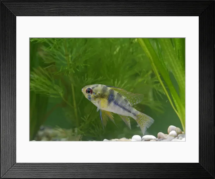 Framed Print : Ram / Blue ram / Butterfly cichlid – female side view by weeds –s America UK Framed Print : Ram / Blue ram / Butterfly cichlid – female side view by weeds –s America UK