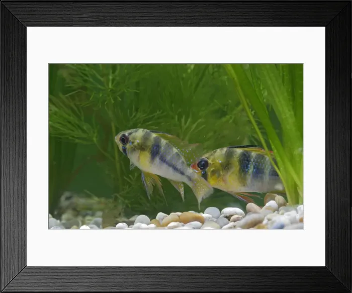Framed Print : Ram / Blue ram / Butterfly cichlid – pair by weeds –s America UK Framed Print : Ram / Blue ram / Butterfly cichlid – pair by weeds –s America UK