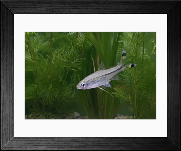 Framed Print : Scissortail Rasbora / Three Line Rasbora – side view by weeds –S E Asia UK Framed Print : Scissortail Rasbora / Three Line Rasbora – side view by weeds –S E Asia UK