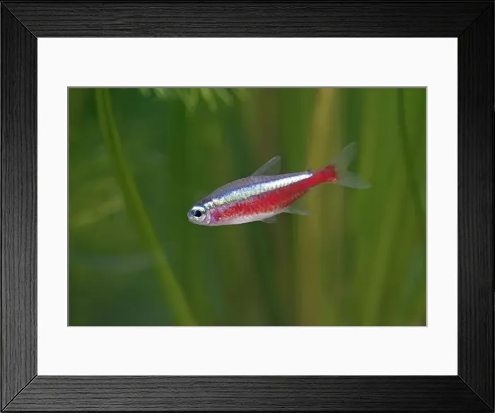 Framed Print : Cardinal Tetra – side view by weeds,s America UK Framed Print : Cardinal Tetra – side view by weeds,s America UK