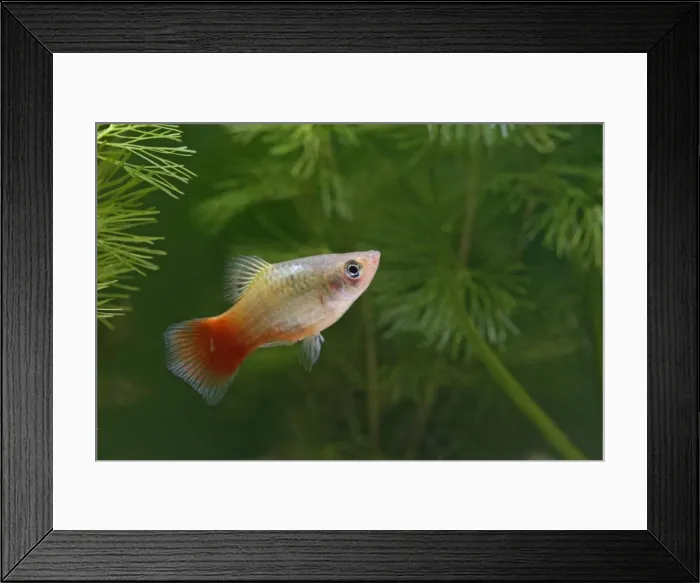 Framed Print : Variatus Platy / Variegated Platy – male side view by weeds –s America UK Framed Print : Variatus Platy / Variegated Platy – male side view by weeds –s America UK