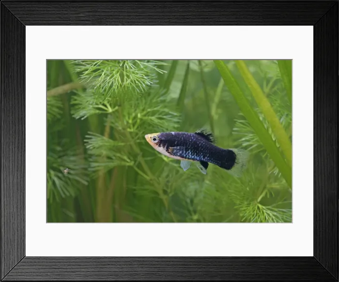 Framed Print : Platy – female side view by weeds Dist:s America UK Framed Print : Platy – female side view by weeds Dist:s America UK