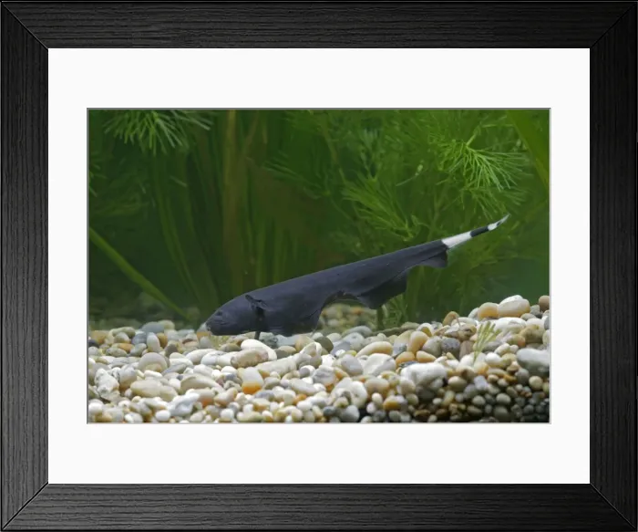 Framed Print : Black Ghost Knifefish – side view on bottom by weeds Dist:s America UK Framed Print : Black Ghost Knifefish – side view on bottom by weeds Dist:s America UK