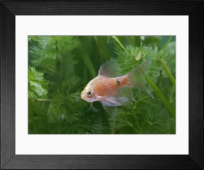 Framed Print : Rosy Neon Barb – turning by weeds – Dist: Asia UK Framed Print : Rosy Neon Barb – turning by weeds – Dist: Asia UK