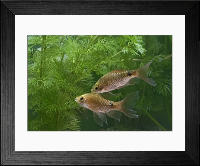 Framed Print : Rosy Neon Barb – two side view by weeds Dist: Asia UK Framed Print : Rosy Neon Barb – two side view by weeds Dist: Asia UK