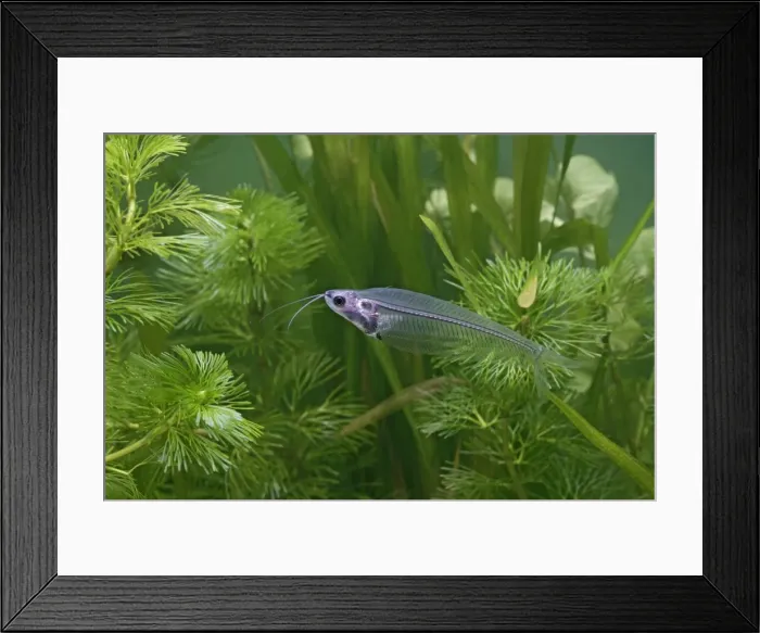 Framed Print : Ghost / Glass Catfish – side view by weeds Dist:s E Asia UK Framed Print : Ghost / Glass Catfish – side view by weeds Dist:s E Asia UK