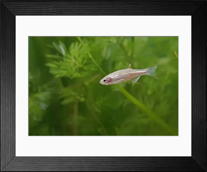 Framed Print : Leopard Danio Fish – side view by weeds, morph of Brachydania rerio UK Framed Print : Leopard Danio Fish – side view by weeds, morph of Brachydania rerio UK