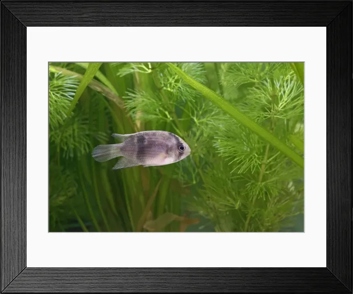 Framed Print : Keyhole Cichlid – side view by weeds Dist: Guyana UK Framed Print : Keyhole Cichlid – side view by weeds Dist: Guyana UK