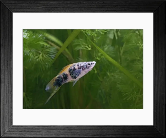 Framed Print : Swordtail Fish – male side view by weeds Dist: C America UK Framed Print : Swordtail Fish – male side view by weeds Dist: C America UK