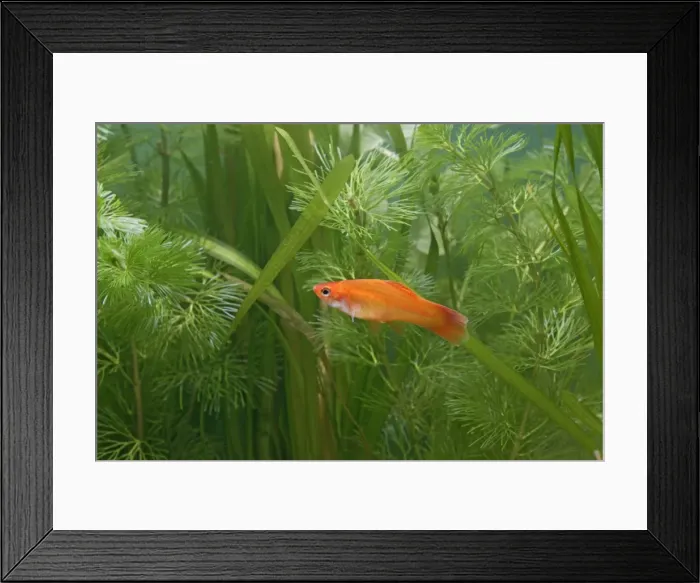 Framed Print : Swordtail Fish – female side view by weeds dist: C America UK Framed Print : Swordtail Fish – female side view by weeds dist: C America UK