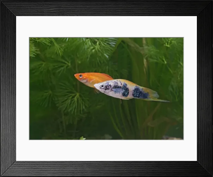 Framed Print : Swordtail – pair side view by weeds dist: C America UK Framed Print : Swordtail – pair side view by weeds dist: C America UK