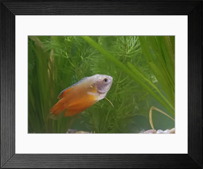 Framed Print : Neon Red Dwarf Gourami – variant of dwarf – male side view by weeds Dist: originally Asia UK Framed Print : Neon Red Dwarf Gourami – variant of dwarf – male side view by weeds Dist: originally Asia UK