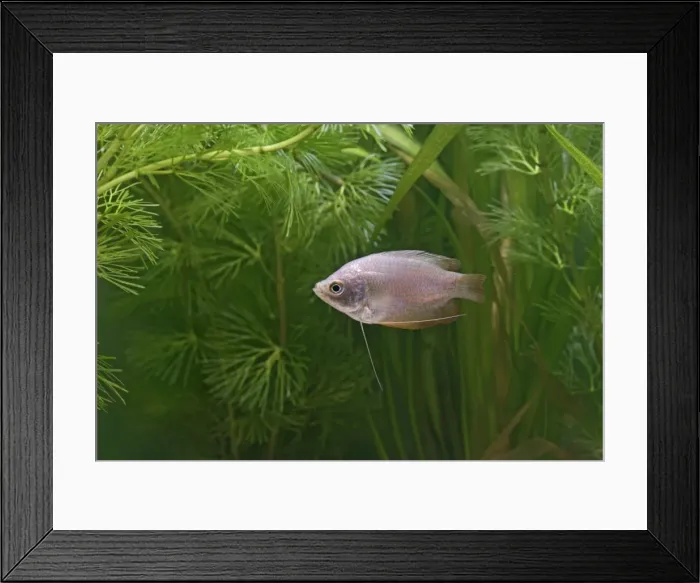 Framed Print : Neon Red Dwarf Gourami – variant of dwarf – female side view by weeds Dist: originally Asia UK 002373 Framed Print : Neon Red Dwarf Gourami – variant of dwarf – female side view by weeds Dist: originally Asia UK 002373