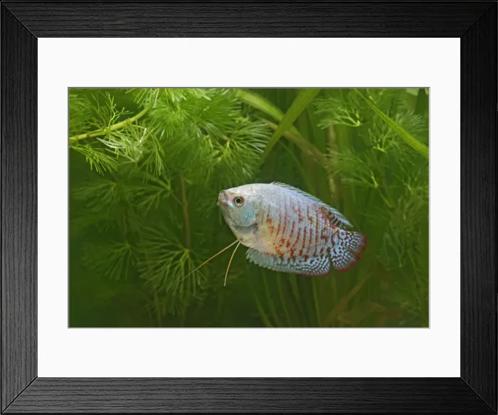 Framed Print : Neon Blue Dwarf Gourami – variant of dwarf – male side view by weeds Dist: originally Asia UK 002374 Framed Print : Neon Blue Dwarf Gourami – variant of dwarf – male side view by weeds Dist: originally Asia UK 002374