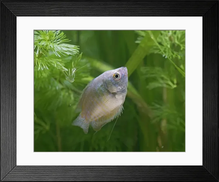 Framed Print : Neon Blue Dwarf Gourami – variant of dwarf – female side view by weeds UK Framed Print : Neon Blue Dwarf Gourami – variant of dwarf – female side view by weeds UK