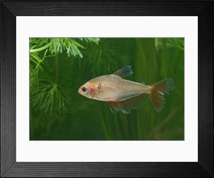 Framed Print : Long finned Serape Tetra – side view by weeds Dist: Amazon UK Framed Print : Long finned Serape Tetra – side view by weeds Dist: Amazon UK