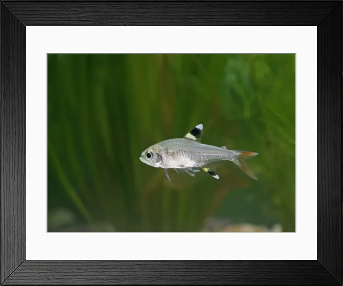 Framed Print : X-ray Tetra – side view by weeds dist:s America UK Framed Print : X-ray Tetra – side view by weeds dist:s America UK