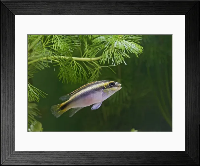 Framed Print : Kribensis / Purple Cichlid – side view in weeds Dist: Nigeria UK Framed Print : Kribensis / Purple Cichlid – side view in weeds Dist: Nigeria UK