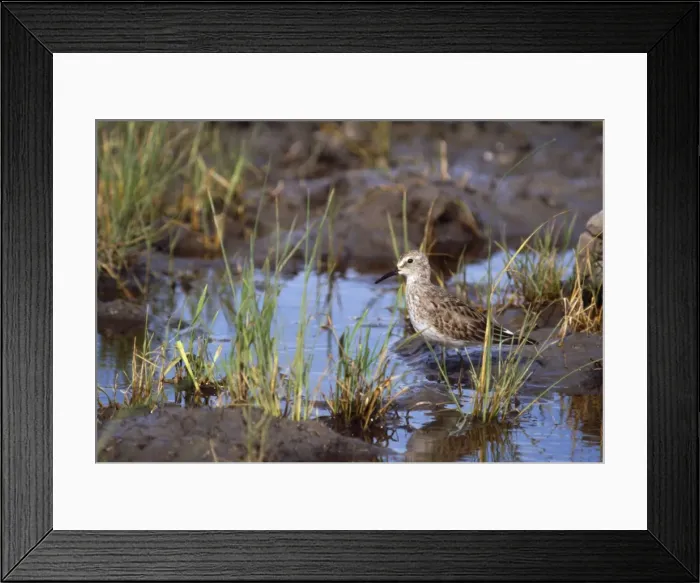 Framed Print : White-rumped Sandpiper Depression du Salado, Argentina Framed Print : White-rumped Sandpiper Depression du Salado, Argentina