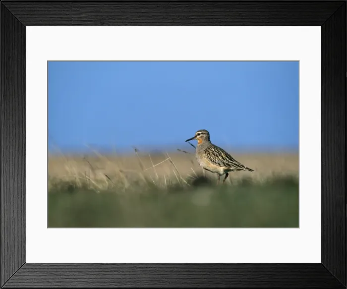 Framed Print : Tawny Throated Dotterel Framed Print : Tawny Throated Dotterel