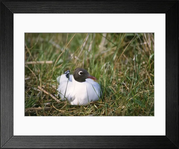 Framed Print : Brown-hooded Gull Buenos Aires Province, Argentine pampa Framed Print : Brown-hooded Gull Buenos Aires Province, Argentine pampa