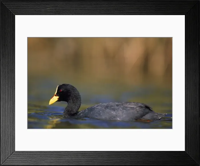 Framed Print : Red-gartered Coot Framed Print : Red-gartered Coot