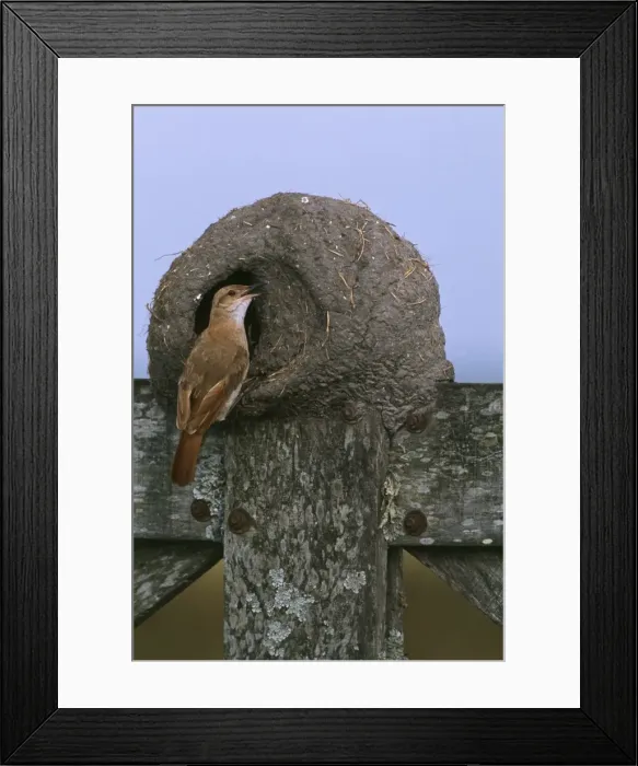 Framed Print : Hornero / Ovenbird - feeding chicks at nest Framed Print : Hornero / Ovenbird - feeding chicks at nest