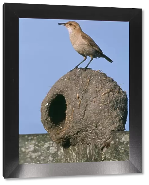 Hornero  /  Ovenbird - on nest Buenos Aires Province, Argentina