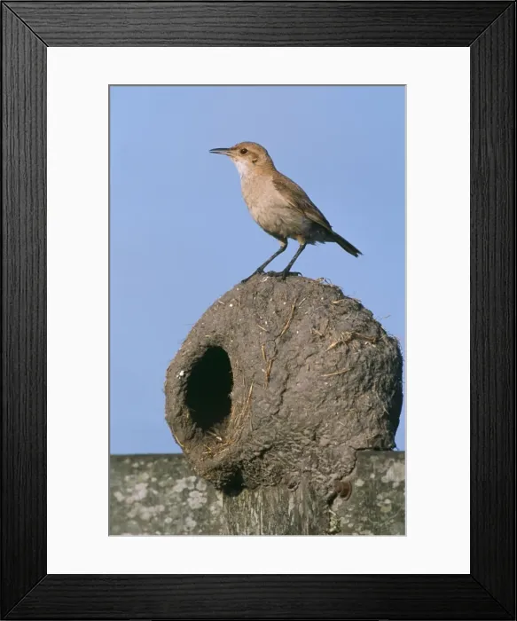 Framed Print : Hornero / Ovenbird - on nest Buenos Aires Province, Argentina Framed Print : Hornero / Ovenbird - on nest Buenos Aires Province, Argentina