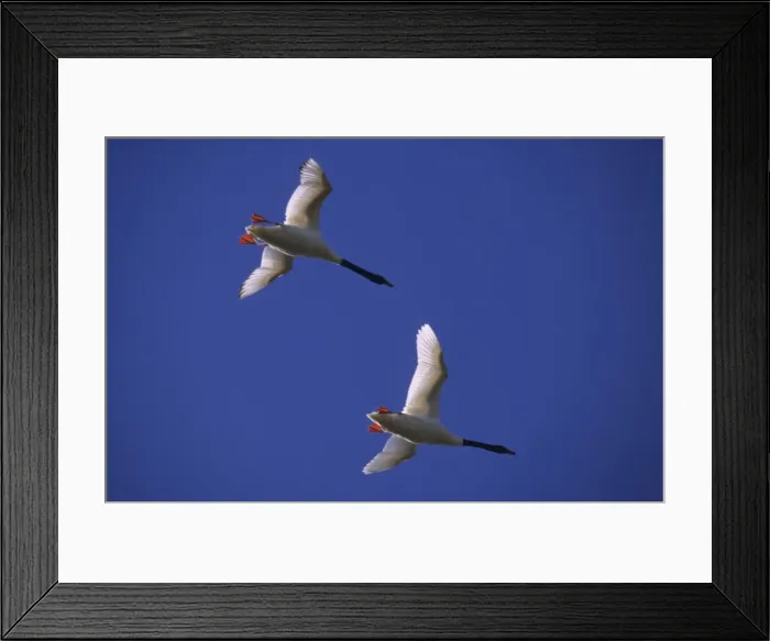 Framed Print : Black-necked Swans - In flight Argentine Pampa Framed Print : Black-necked Swans - In flight Argentine Pampa