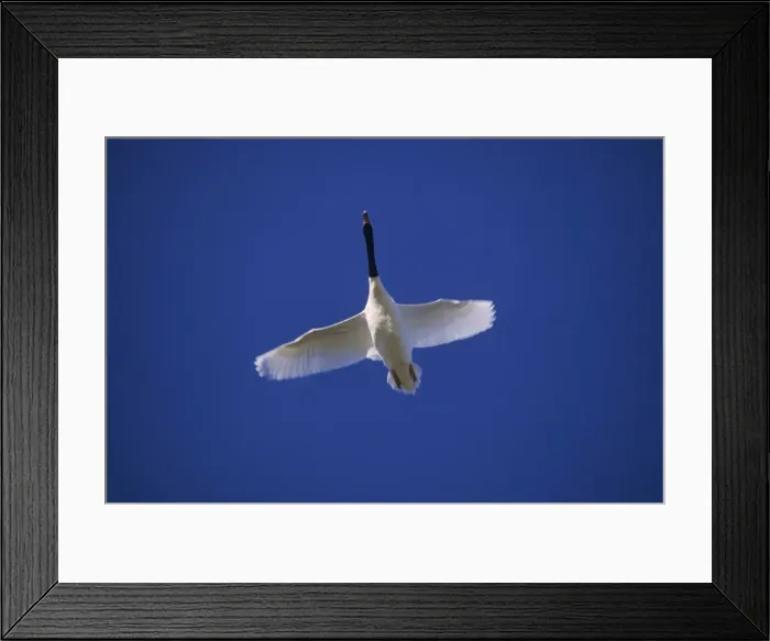 Framed Print : Black-necked Swan - In flight Argentine Pampa Framed Print : Black-necked Swan - In flight Argentine Pampa