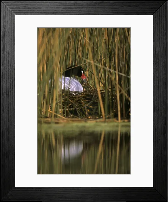 Framed Print : Black-necked Swan female on the nest Breeding site ( pond with Scirpus vegetation) september Argentine Pampa Framed Print : Black-necked Swan female on the nest Breeding site ( pond with Scirpus vegetation) september Argentine Pampa