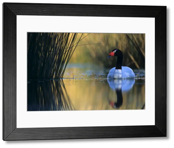 Framed Print : Black-necked Swan male Breeding site ( pond with Scirpus vegetation) Argentine Pampa Framed Print : Black-necked Swan male Breeding site ( pond with Scirpus vegetation) Argentine Pampa