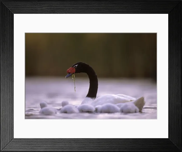 Framed Print : Black-necked Swan male with chicks Breeding site ( pond with Scirpus vegetation) december Argentine Pampa Framed Print : Black-necked Swan male with chicks Breeding site ( pond with Scirpus vegetation) december Argentine Pampa