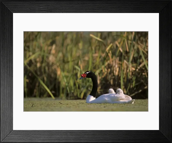 Framed Print : Black-necked Swan male with 3-9 days's chicks Breeding site ( pond with Scirpus vegetation) september Argentine Pampa Framed Print : Black-necked Swan male with 3-9 days's chicks Breeding site ( pond with Scirpus vegetation) september Argentine Pampa
