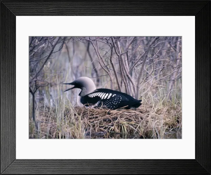 Framed Print : Black-throated Diver Framed Print : Black-throated Diver