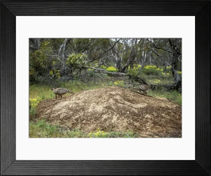 Framed Print : Mallee Fowl / Lowan Australia Framed Print : Mallee Fowl / Lowan Australia