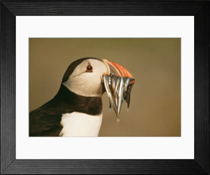 Framed Print : Puffin with sand eels, UK Framed Print : Puffin with sand eels, UK