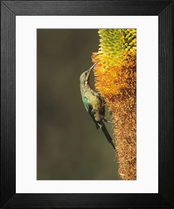Framed Print : Malachite Sunbird Eclipse male, Aloe broomii flower, South Africa Framed Print : Malachite Sunbird Eclipse male, Aloe broomii flower, South Africa
