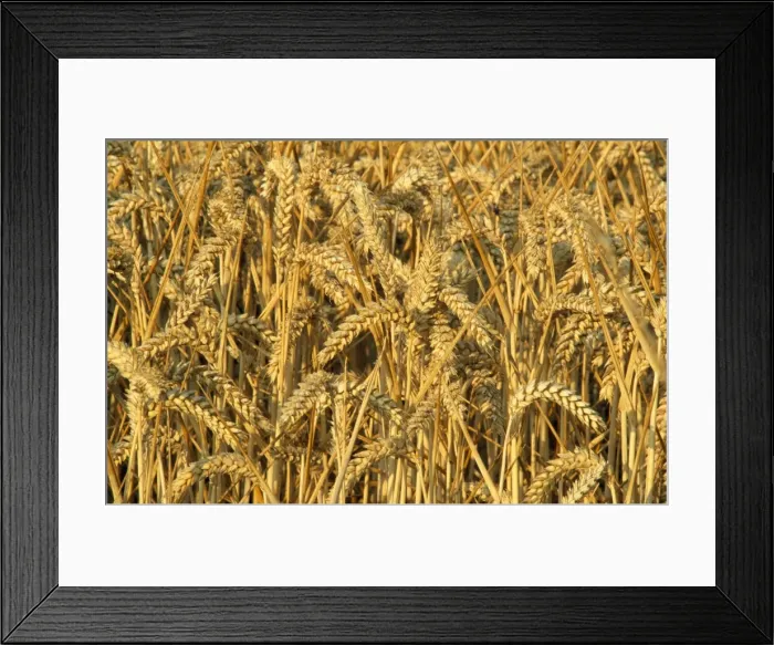 Framed Print : Wheat UK. CAN-15. Wheat. UK. John Cancalosi Framed Print : Wheat UK. CAN-15. Wheat. UK. John Cancalosi