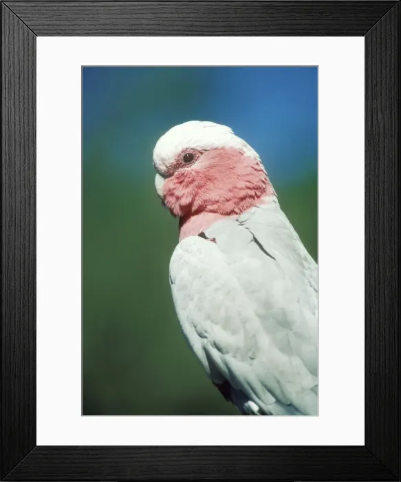 Framed Print : Galah Cockatoo Framed Print : Galah Cockatoo