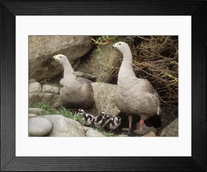 Framed Print : Cape Barren Goose With young, Australia Framed Print : Cape Barren Goose With young, Australia