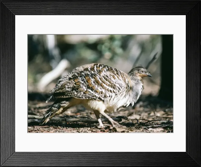 Framed Print : Malleefowl Framed Print : Malleefowl