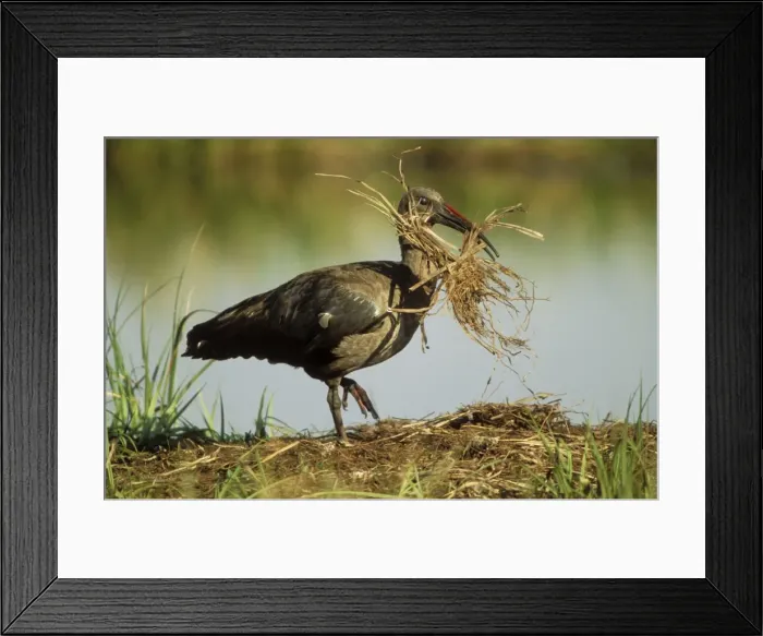 Framed Print : Hadeda Ibis With nest material Framed Print : Hadeda Ibis With nest material