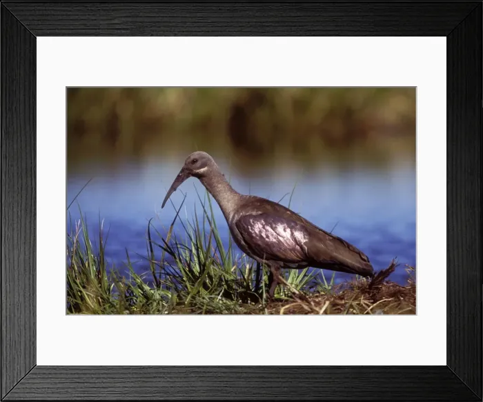 Framed Print : Hadeda Ibis South Africa Framed Print : Hadeda Ibis South Africa