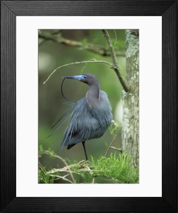 Framed Print : Little Blue Heron Preening, Louisiana Framed Print : Little Blue Heron Preening, Louisiana
