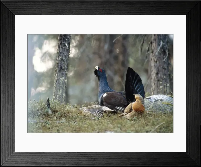Framed Print : Capercaillie - male & female Framed Print : Capercaillie - male & female