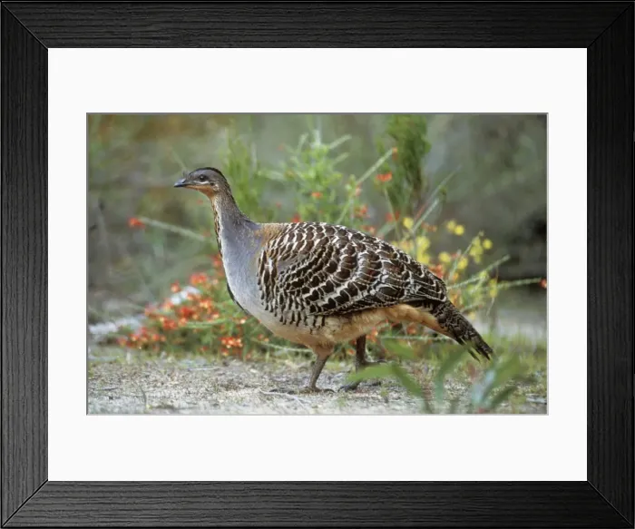 Framed Print : Malle Fowl Australia Framed Print : Malle Fowl Australia