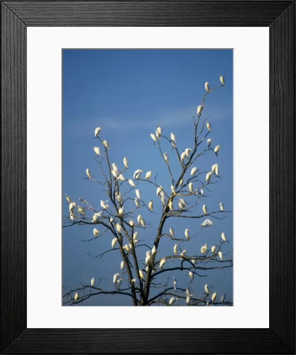Framed Print : Cattle Egret - flock Spain Framed Print : Cattle Egret - flock Spain