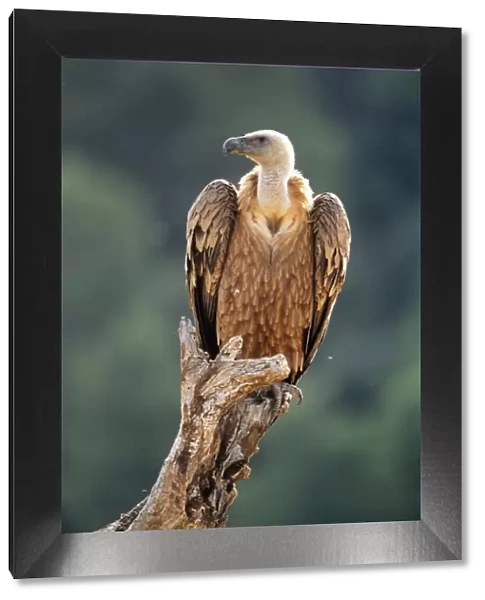 Griffon Vulture - perched on tree stump Spain